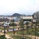 고성국화꽃향기 이미지