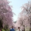 거창 임불마을 수양벚꽃길 이미지
