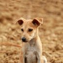 제주동물병원 이미지