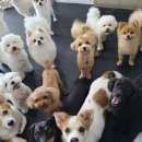 힐링독 반려견센터 이미지