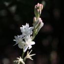 월하향 [tuberose, 月下香]을 아시나요? 이미지