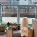 릴리리독 이미지