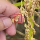 상주시농업기술센터 | 상주시농업기술센터, 잦은 강우로 인한 벼 ‘수발아’ 피해 주의 당부