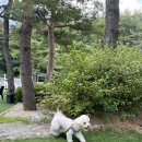 365아라약국 | 우리 강아지 진드기&amp;심장사상충을 한방에해결해주는!!넥스가드 스펙트라 직접 구매 후 먹여보자!!