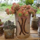 흙내음풀내음 이미지