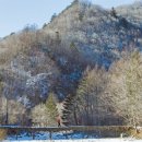 상판소나무숲 이미지