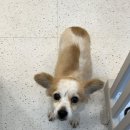 지나댕댕 이미지