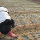 낙안농장 이미지