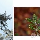 풍산임업