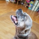 개뼈다구 이미지