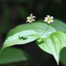 나리반점 이미지