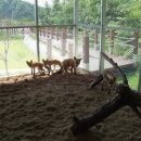 토종축산2 이미지