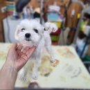 폼나개이뿌개 이미지