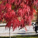 배곧생명공원 이미지