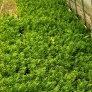 에메랄드그린 이미지