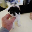 대구강아지분양 홍스퍼피 이미지