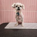 로얄 펫살롱 이미지