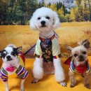 쪼쪼애견 이미지