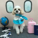 까까멍멍 이미지