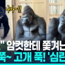 고릴라 - 울주군 | 고릴라