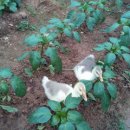 만땅농장 이미지