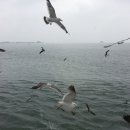 백학