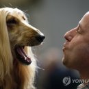 KINGs DOG 이미지