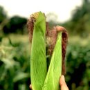 옥수수 동물병원 이미지