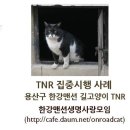 카라 [길고양이 보살피는 시민들을 위한 케어테이커 워크숍] 한강맨션 발표 자료 이미지