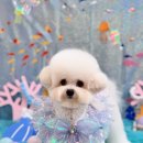 또왕또왕 Dog Salon | 강릉애견미용 또왕또왕 비숑프리제 엄청