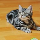 폴캐터리 이미지