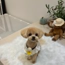 써니 애프터눈 이미지