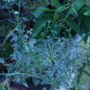 아지랭이 이미지