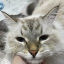 호키쿠키 이미지