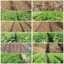 금영농장 이미지