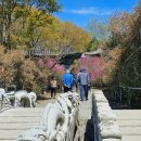 이평16 마을진입로 | 세상에서 가장 아름다운 불교의 꽃길, 꽃비가내리는 꽃터널, 강진 남미륵사 서부해당화