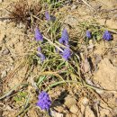 남향가든 | 무스카리 키우기와 무스카리 구근 식재 초보도 쉬운 봄꽃 조합 추천