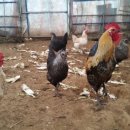 행복한닭농장 이미지