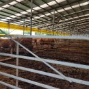 한우축사(2) 이미지