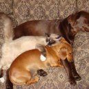 개와 고양이 이미지