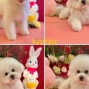 개르띠에 이미지