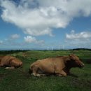 비타민 숲 이미지
