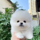 강아지분양미니몽