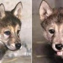 허스키 사랑 이미지