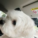 태산동물병원 이미지