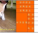 [대전 대덕구청] 1개월령 고양이 4마리 (2007-6-28 까지) 이미지