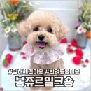 밀크숑 애견샵 | [김해/애견미용] 김해 애견미용 잘하는 곳 추천 ‘봉쥬르밀크숑‘ 후기