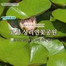 경남 고성 상리 연꽃공원 수련 실시간 개화 상태