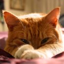 수원고양이분양 나비캣 이미지