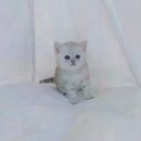 천안고양이 분양 퍼스트캣 본점 | 천안고양이분양 퍼스트캣 본점, 특별한 천안먼치킨분양 경험하기